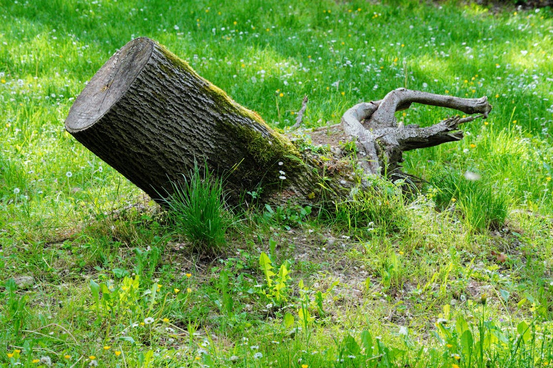 Picture of a mossy lawn and treestump.